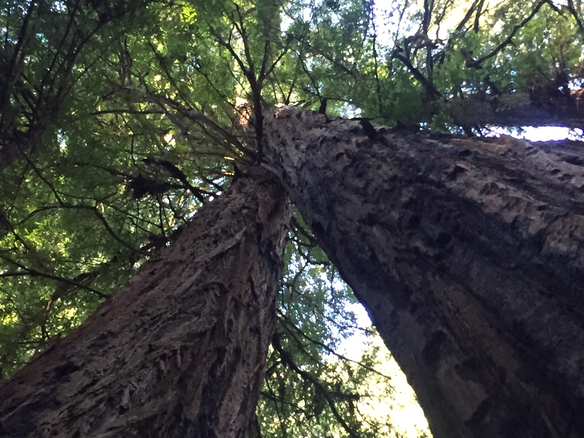 Twin Lovers Tree image
